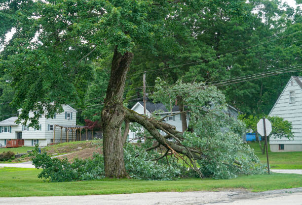 Best Professional Tree Care  in Benld, IL